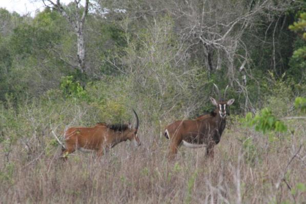 20090410_4012_edited-1